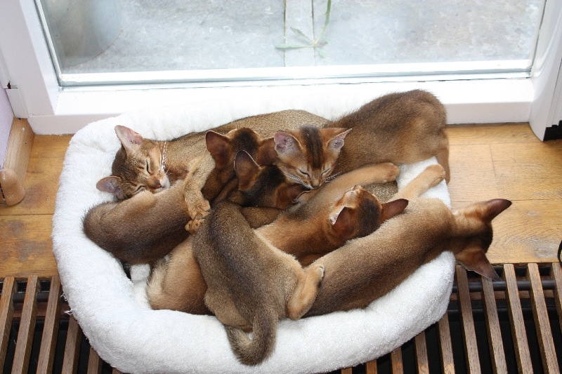 hoopje-kittens-met-mams-9-weken