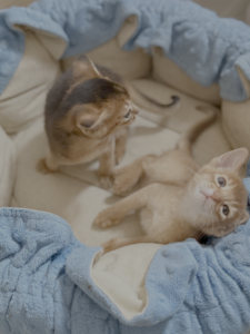 kittens Cammie